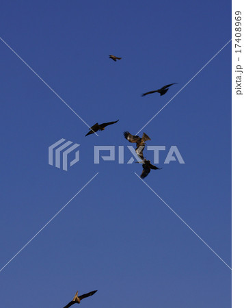 鳶　格闘中 17408969
