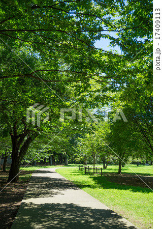 夏の砧公園 17409113
