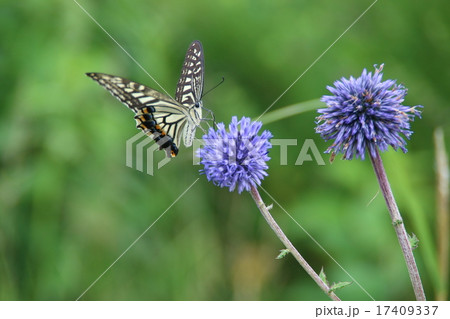 アサギマダラ 17409337