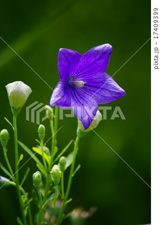 桔梗の花 桔梗の花 17409399