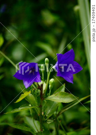 桔梗の花 17409401