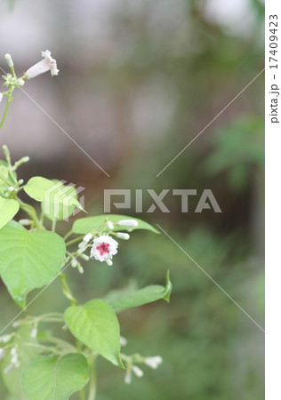 ヘクソカズラの花03 ヘクソカズラの花03 17409423