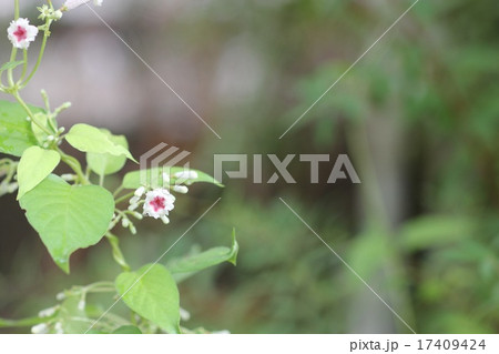 ヘクソカズラの花04 ヘクソカズラの花04 17409424