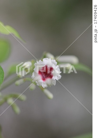 ヘクソカズラの花06 ヘクソカズラの花06 17409426