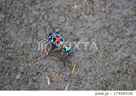 ハンミョウ 17409438