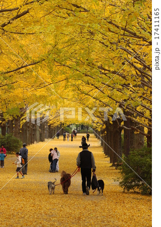 いちょう並木 いちょう並木 17411165