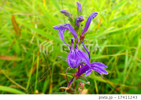 サワキキョウの花 17411243