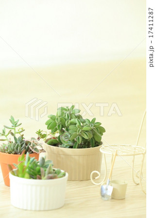 多肉植物　ミニ 17411287