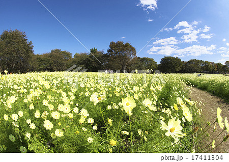 コスモスの丘 17411304