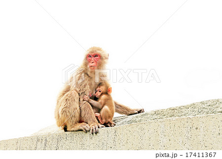 猿の親子、ニホンザルの子育て、波勝崎モンキーベイ 17411367