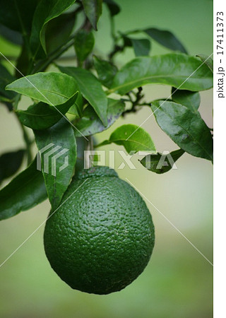 若いボンカン 若いボンカン 17411373