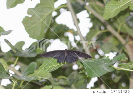 ナガサキアゲハ０１ 17411429