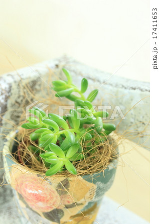 多肉植物 ミニ 多肉植物 ミニ 17411653