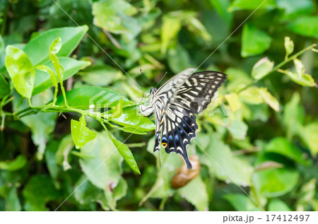 卵を産み付けているアゲハ蝶の写真素材