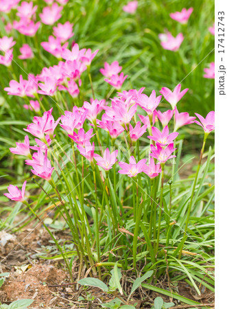 Pink rain lily flower 17412743