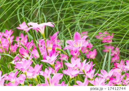 Pink rain lily flower Pink rain lily flower 17412744