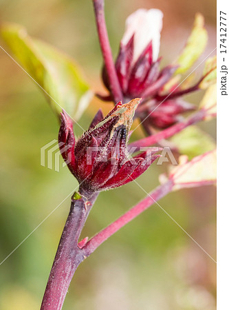 The roselle (Hibiscus sabdariffa) 17412777