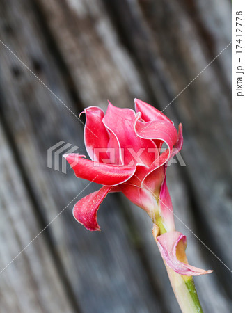 Torch ginger 17412778