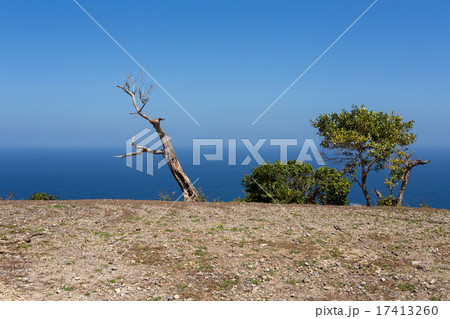 dead tree at Bali Manta Point Diving place 17413260