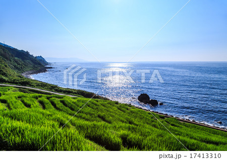 夕刻の白米千枚田 17413310