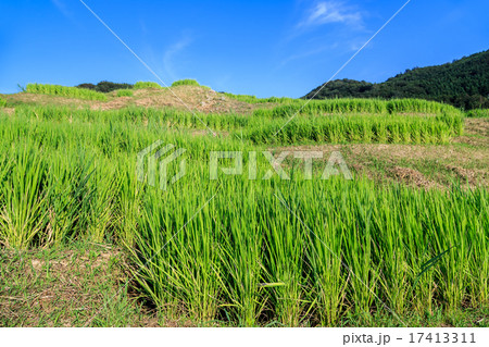 夕刻の白米千枚田 17413311
