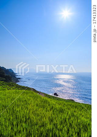 夕刻の白米千枚田 17413323