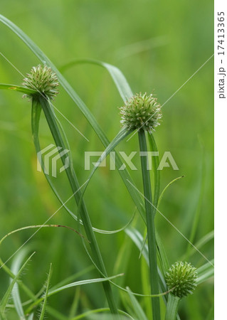 自然　植物　ヒメクグ、あぜ道の常連。イガグリ頭が特徴ですが近所ではあまり見かけなくなりました 17413365