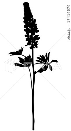 Silhouette of lupine flower 17414676