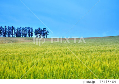 マイルドセブンの丘 17415464