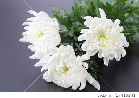 仏事の白い菊の花の写真素材