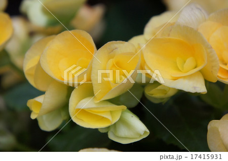 ベコニア ベコニア 17415931