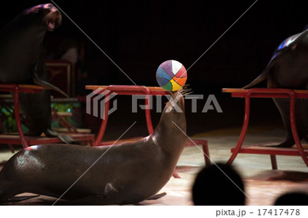 Circus Seal while playing on the black Circus Seal while playing on the black 17417478
