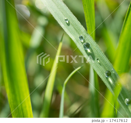 detail of grass with drops of water 17417612