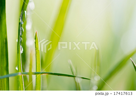 green background, detail of grass green background, detail of grass 17417613