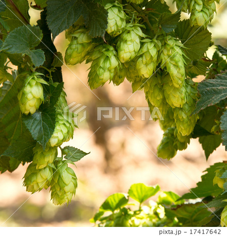 hop cones   raw material for beer production 17417642