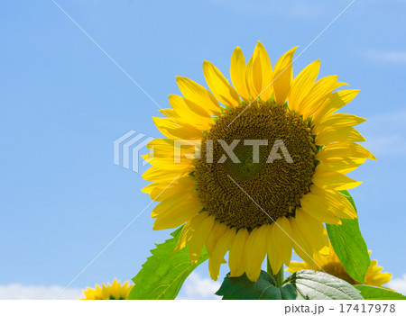 ひまわり 17417978