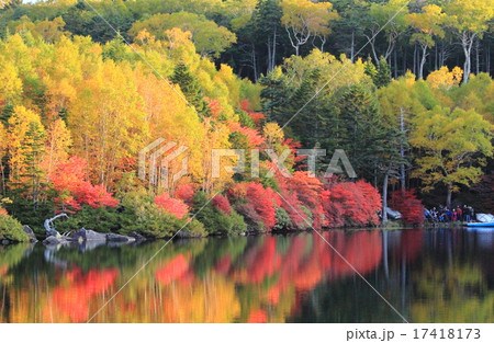 白駒池紅葉 17418173