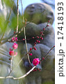 紅梅 17418193