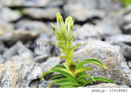 トウヤクリンドウ 17418862