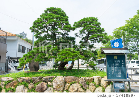 家康公鎧掛松 17418897