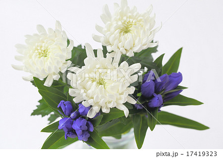 白い菊の花とリンドウの写真素材