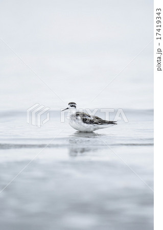 アカエリヒレアシシギ アカエリヒレアシシギ 17419343