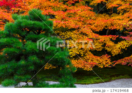 南禅寺天授庵の紅葉 17419468