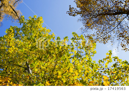 autumn scenery 17419563