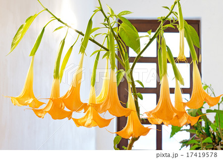 blooming flower - datura 17419578