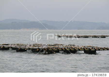 養殖 17419659