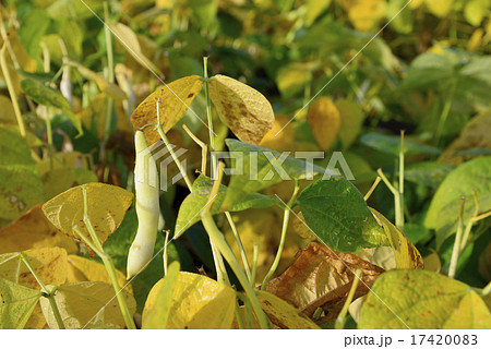 十勝産の金時豆 17420083