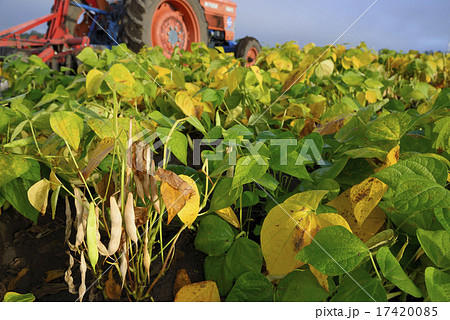 十勝産の金時豆 17420085