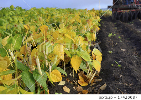 十勝産の金時豆 17420087