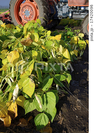 十勝産の金時豆 17420096